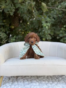 Teal Bow Girl- Mini F1