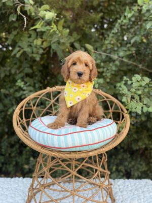 Yellow Flower Bandana Girl - Medium F1