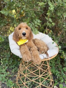 Yellow Bandana Boy- Standard F1
