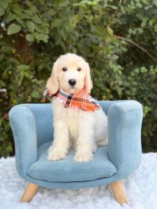 Orange Plaid Boy- English Cream Standard F1