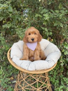 Purple Checkered Bandana Girl - Medium F1