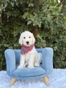 Red Bow Boy- English Cream Standard F1