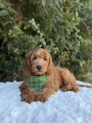 Green Plaid Boy- Medium F1