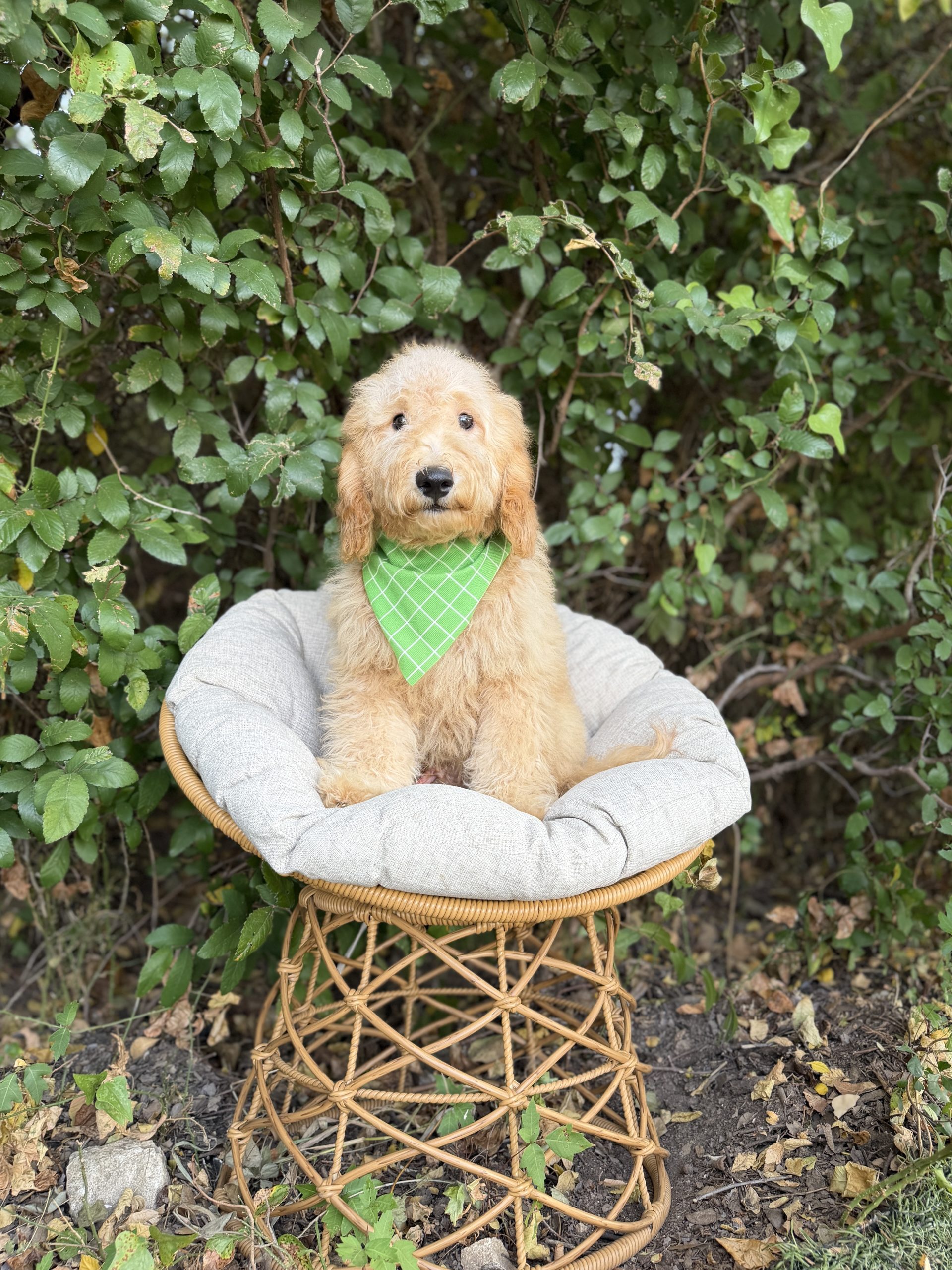 Lime Green Boy- Mini F1b