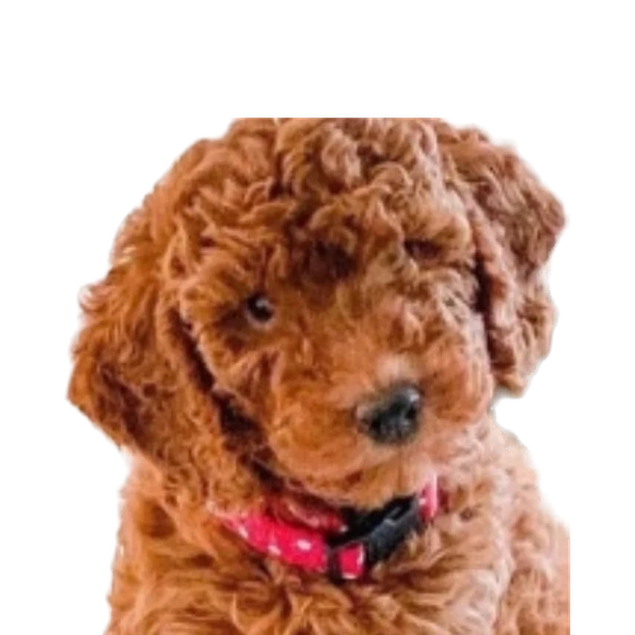 A Lonestar Doodle puppy with a curly coat