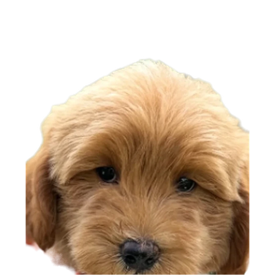A Lonestar Doodle puppy with a shaggy coat