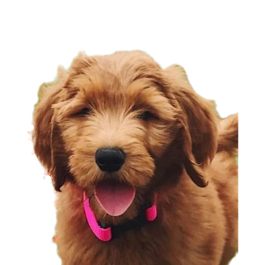 A Lonestar Doodle puppy with a straight coat