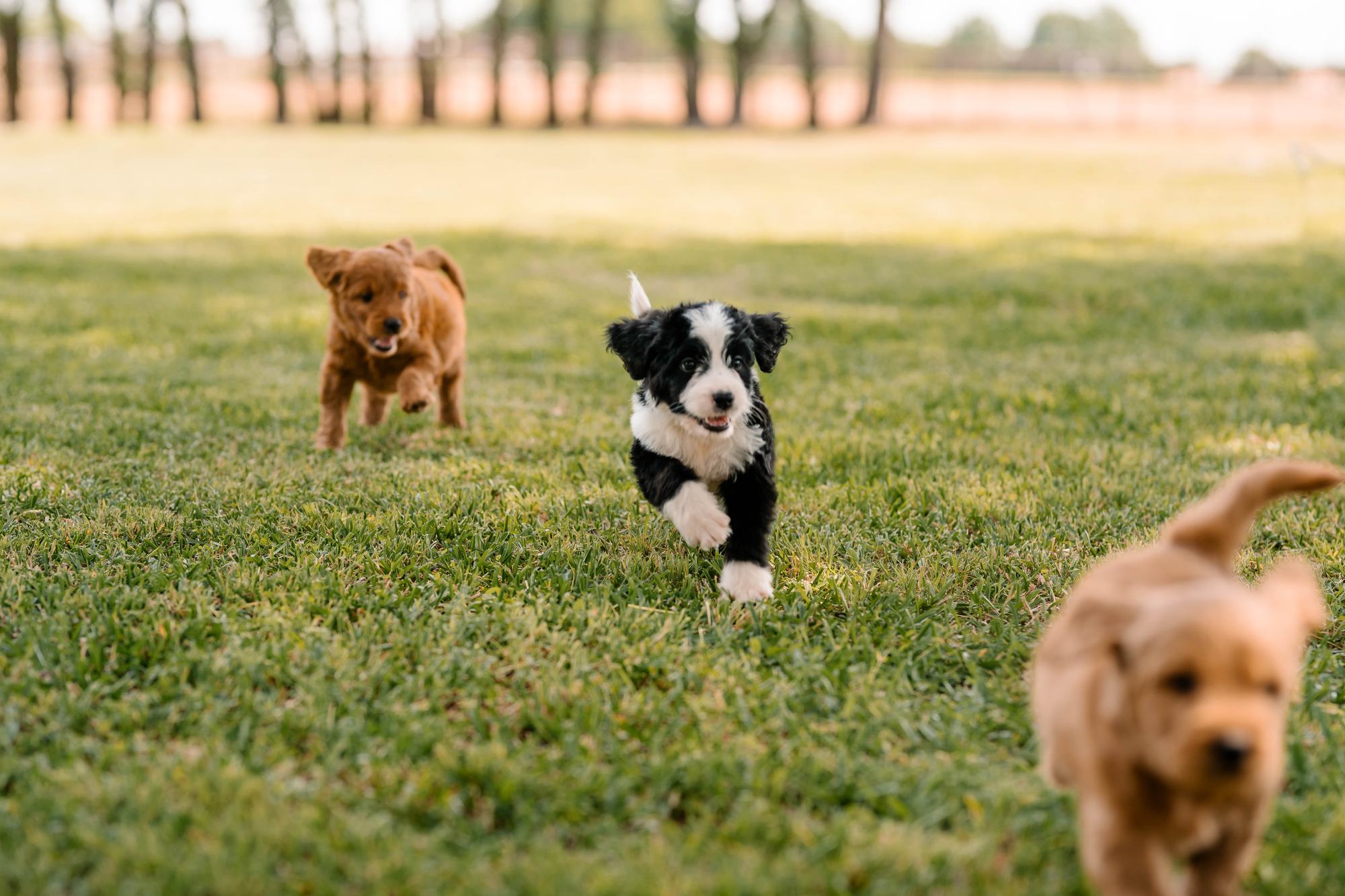 Light coated doodle puppy on the grass, ready to travel to its family from Lonestar Doodles in Texas