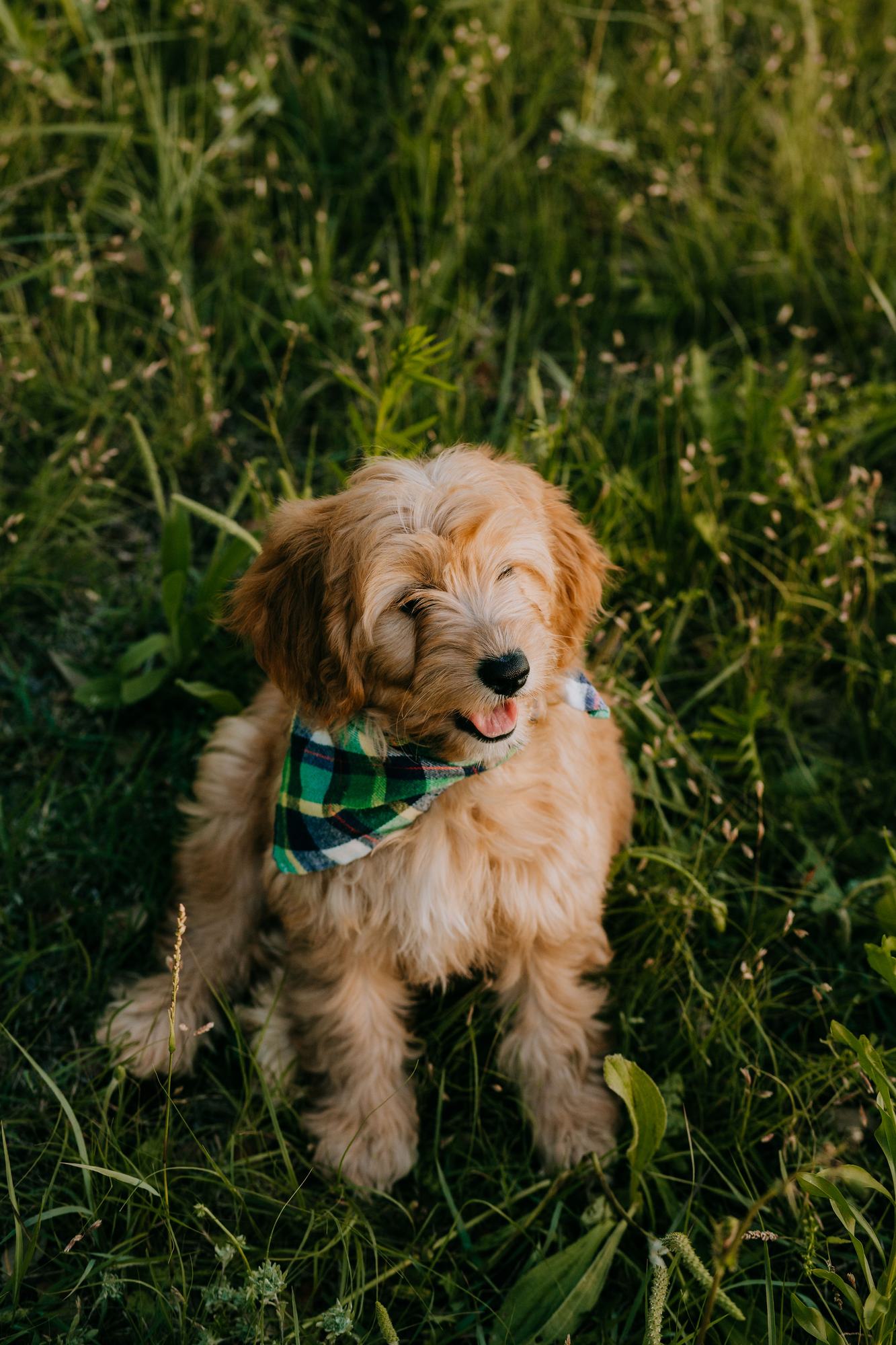 Apricot doodle puppy in a green plaid bandana sitting in tall grass at Lonestar Doodles in Weatherford, Texas