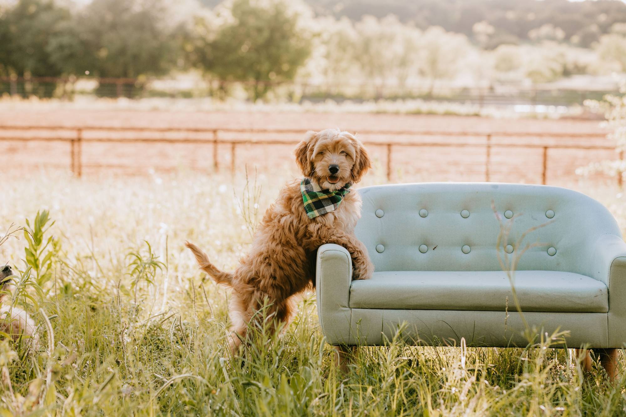 Cream doodle puppy wearing a bandana lying in the grass at Lonestar Doodles in Weatherford, Texas