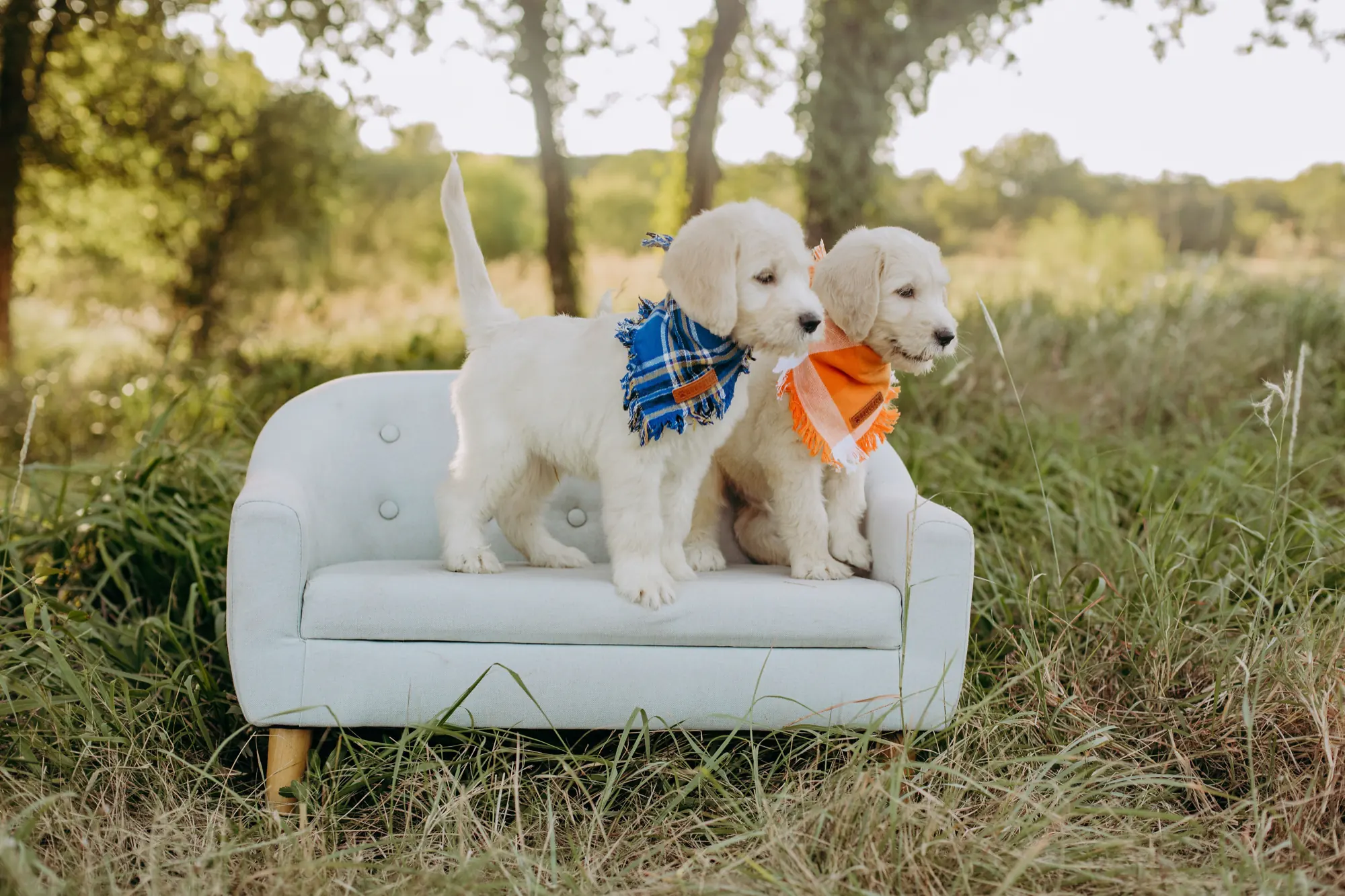 English Cream goldendoodle siblings on a couch in a pasture