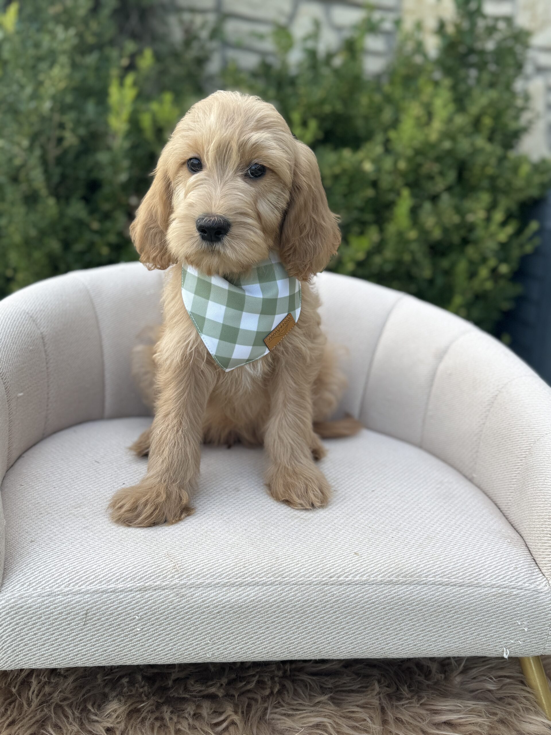 Doodle puppy at Lonestar Doodles in Weatherford, Texas