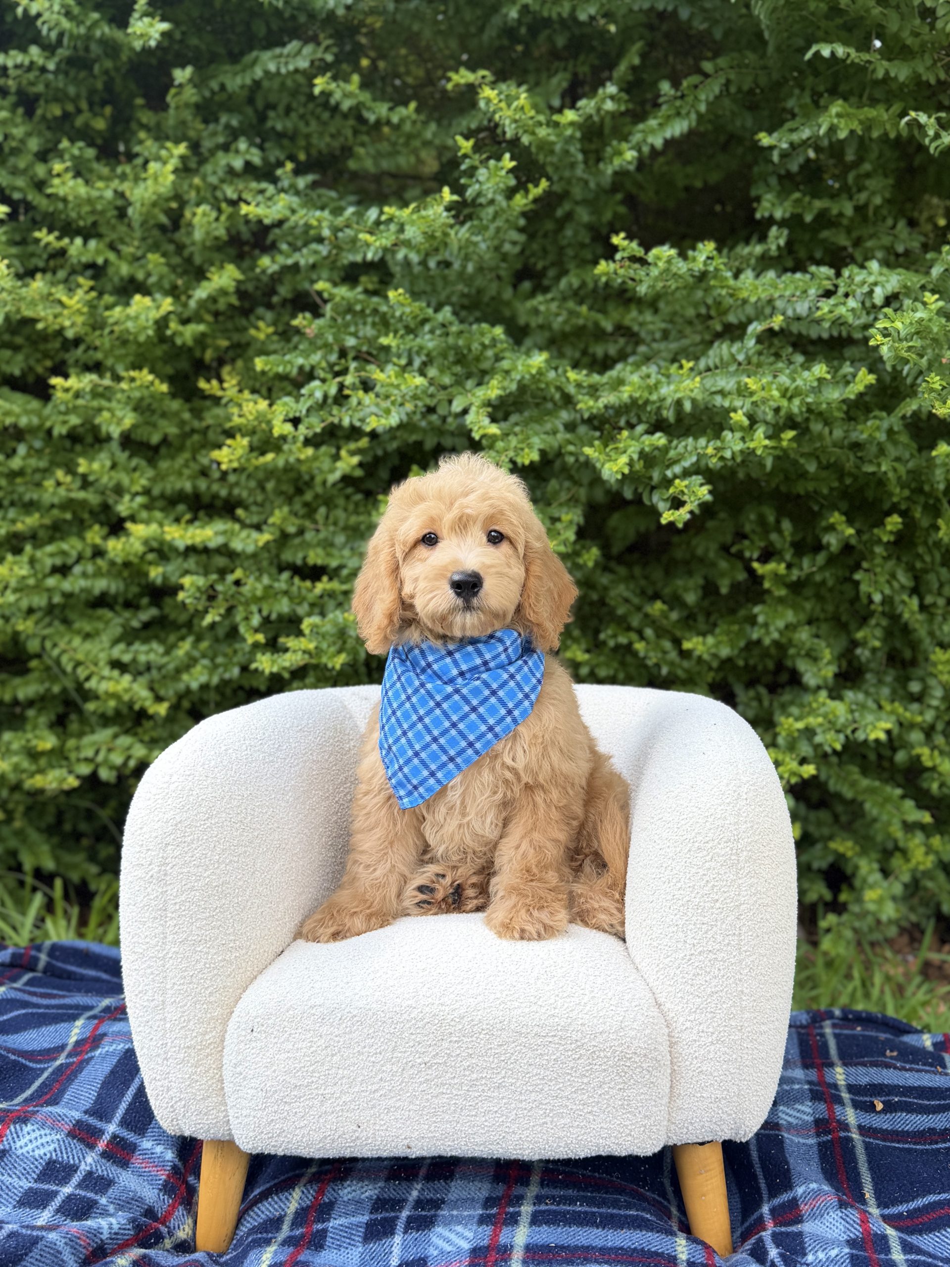 Blue Bandana Boy- Medium F1 English Cream