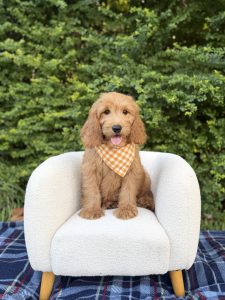 Orange Checkered Boy- Medium F1 English Cream