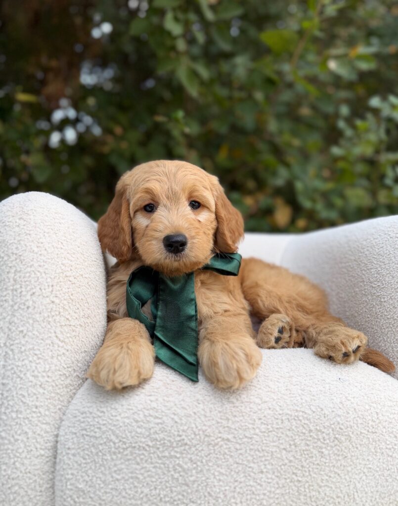 Green Bow Boy · English Cream · Male · Medium · F1 puppy available at Lonestar Doodles