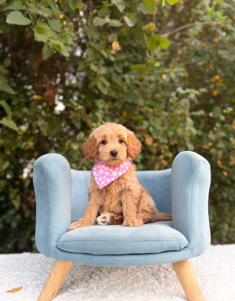 Pink Flower Girl · English Cream · Female · Medium · F1 puppy available at Lonestar Doodles