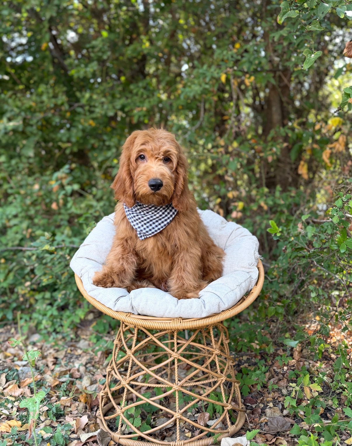 Doodle puppy at Lonestar Doodles in Weatherford, Texas