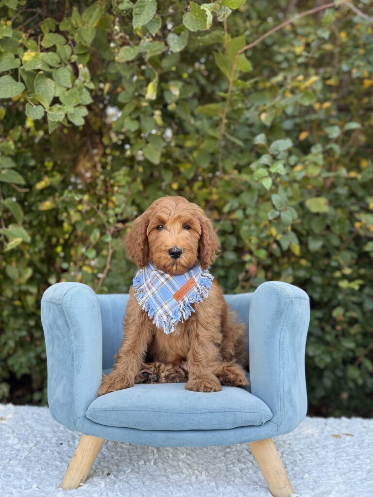 Light Blue Bandana Boy · Goldendoodle · Male · Medium · F1B puppy available at Lonestar Doodles