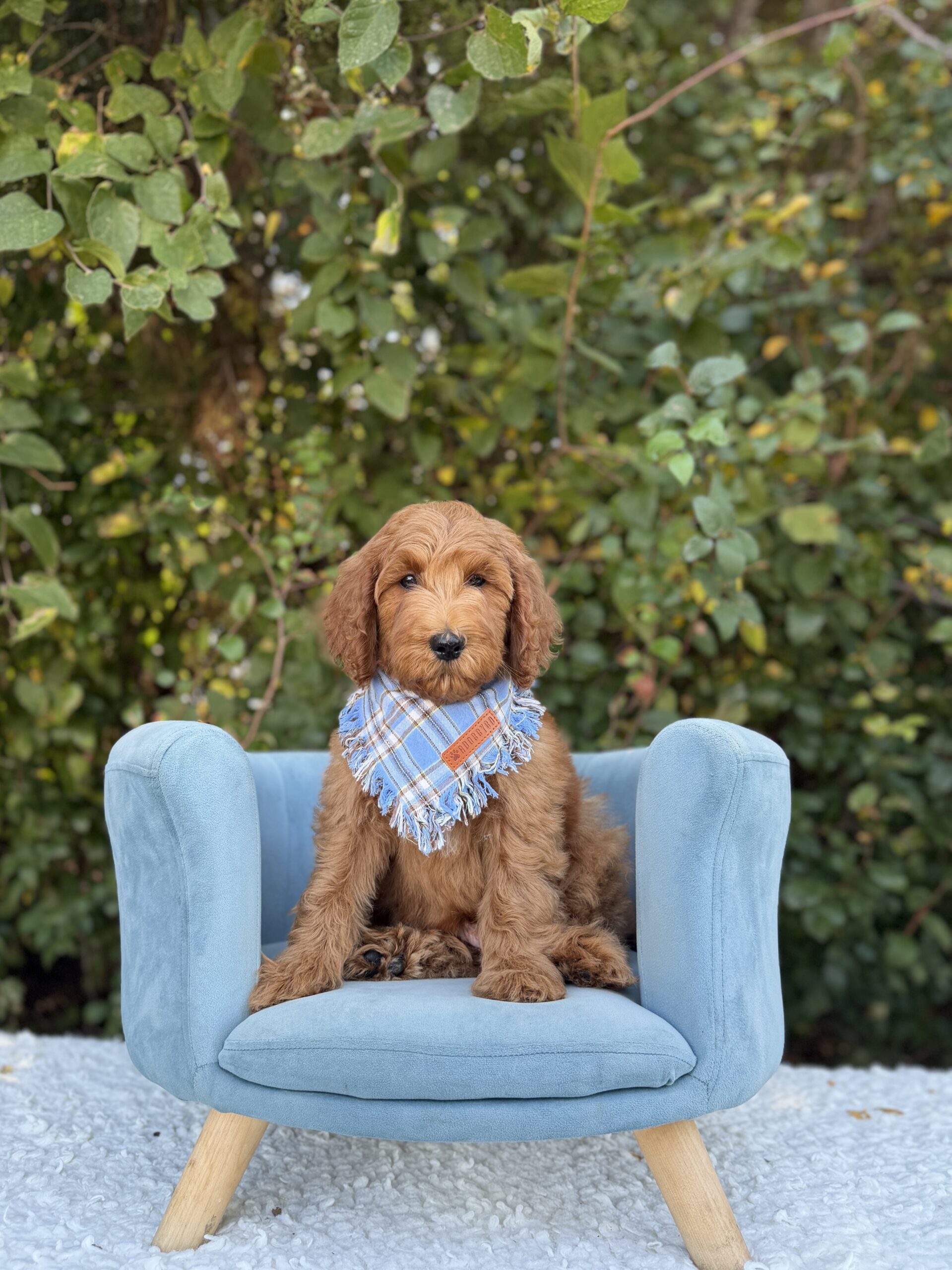 Doodle puppy at Lonestar Doodles in Weatherford, Texas