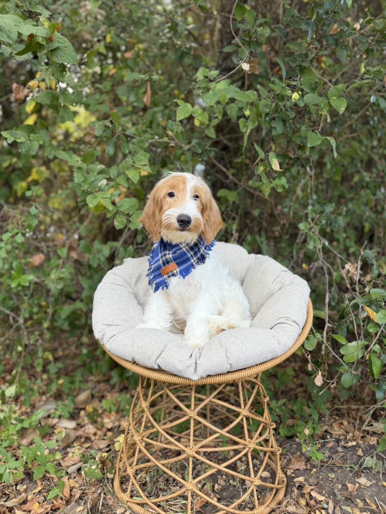 Blue & White Plaid Boy · Goldendoodle · Male · Mini · F1B puppy available at Lonestar Doodles