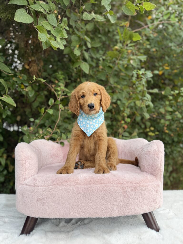 Turquoise Flower Girl · Goldendoodle · Female · Standard · F1 puppy available at Lonestar Doodles