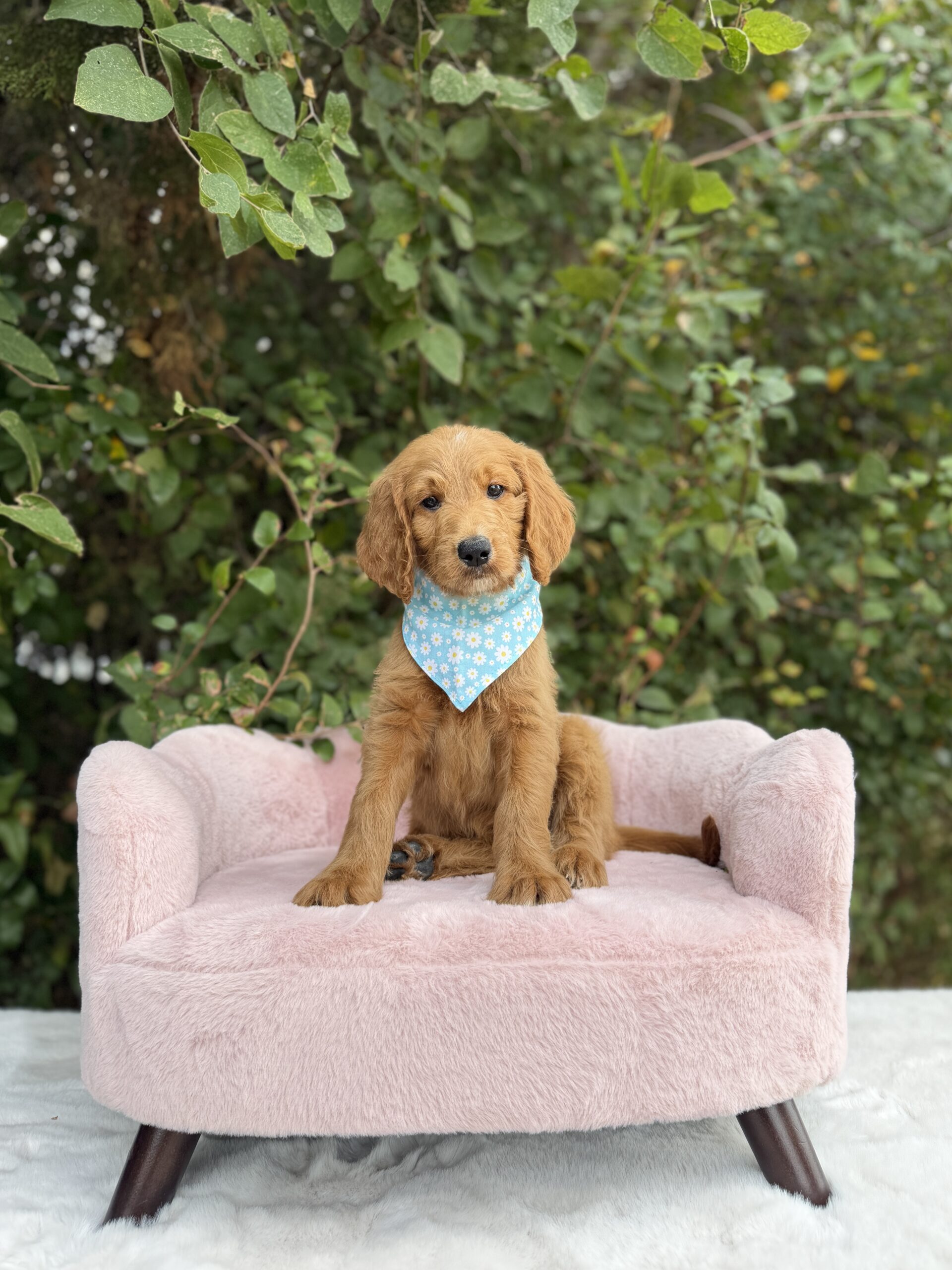 Doodle puppy at Lonestar Doodles in Weatherford, Texas