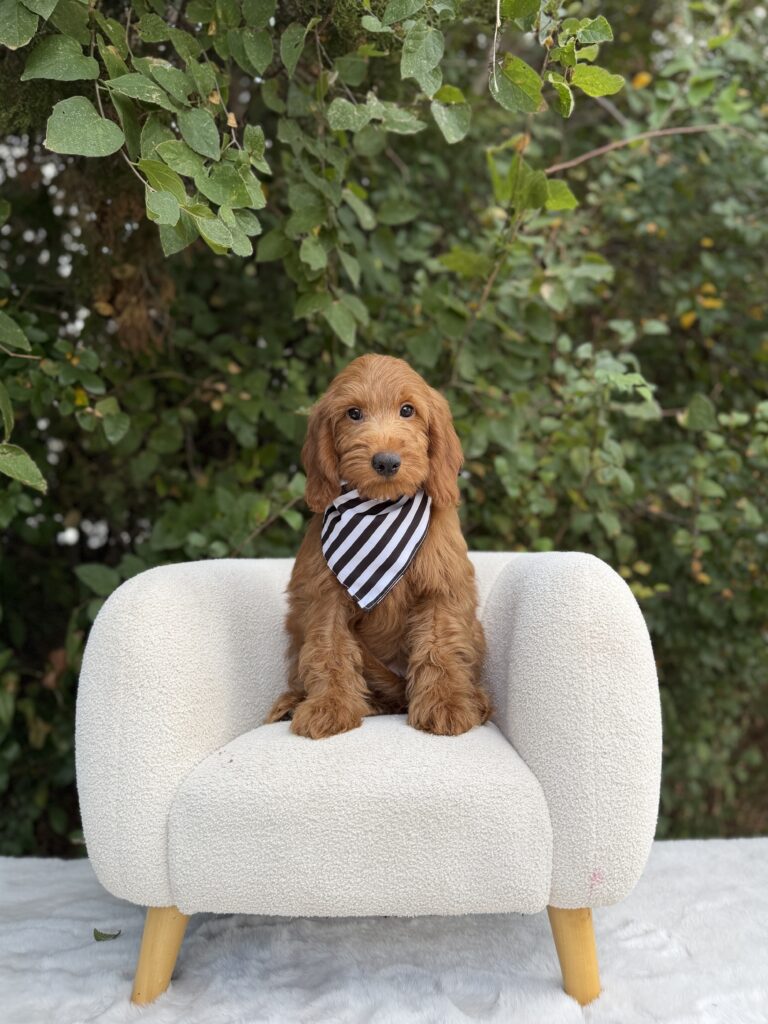Black & White Stripes Boy · Goldendoodle · Male · Mini · F1 puppy available at Lonestar Doodles