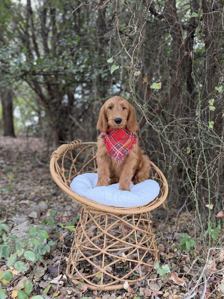 Red Plaid Boy · Goldendoodle · Male · Standard · F1 puppy available at Lonestar Doodles