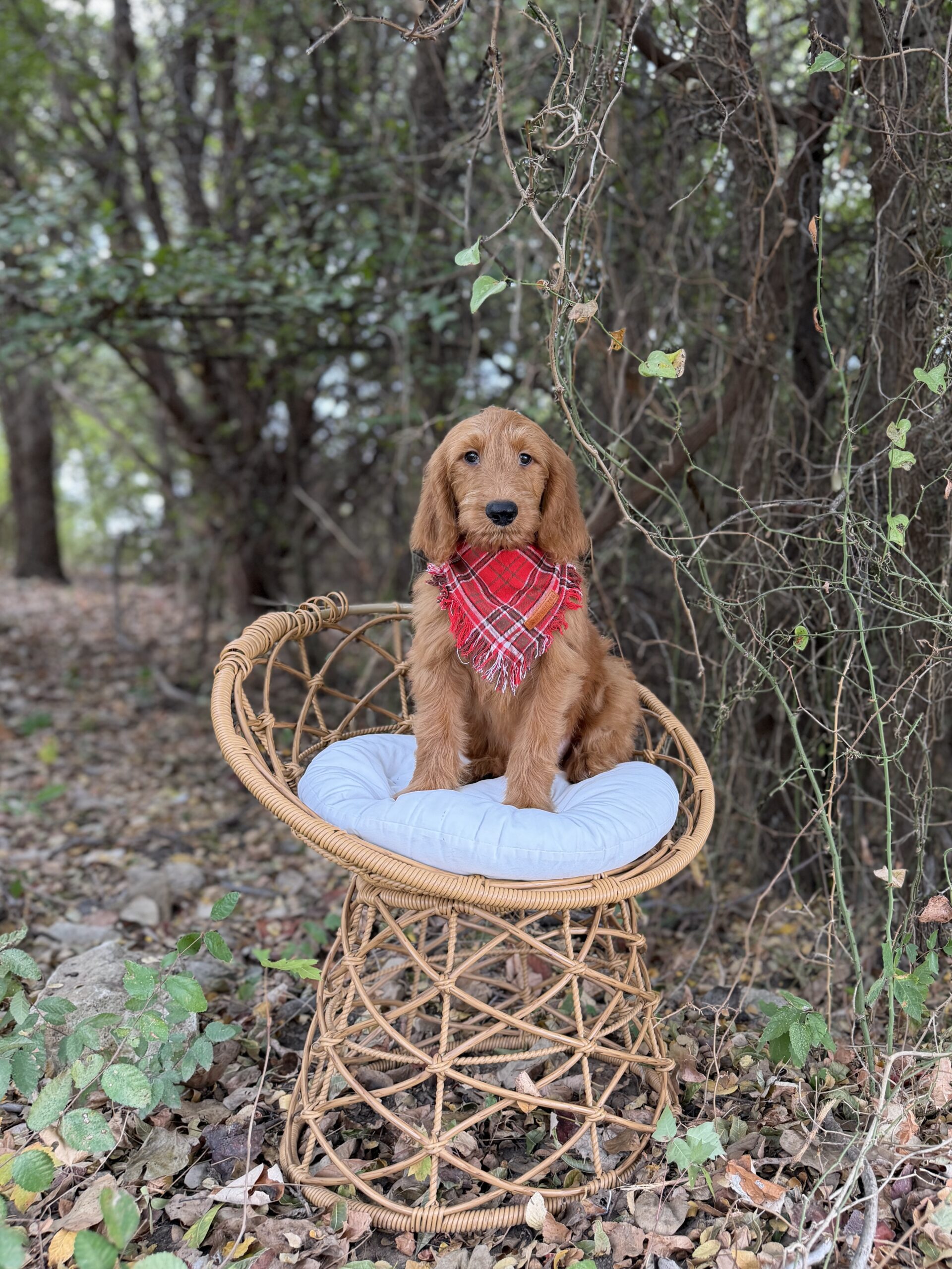 Doodle puppy at Lonestar Doodles in Weatherford, Texas