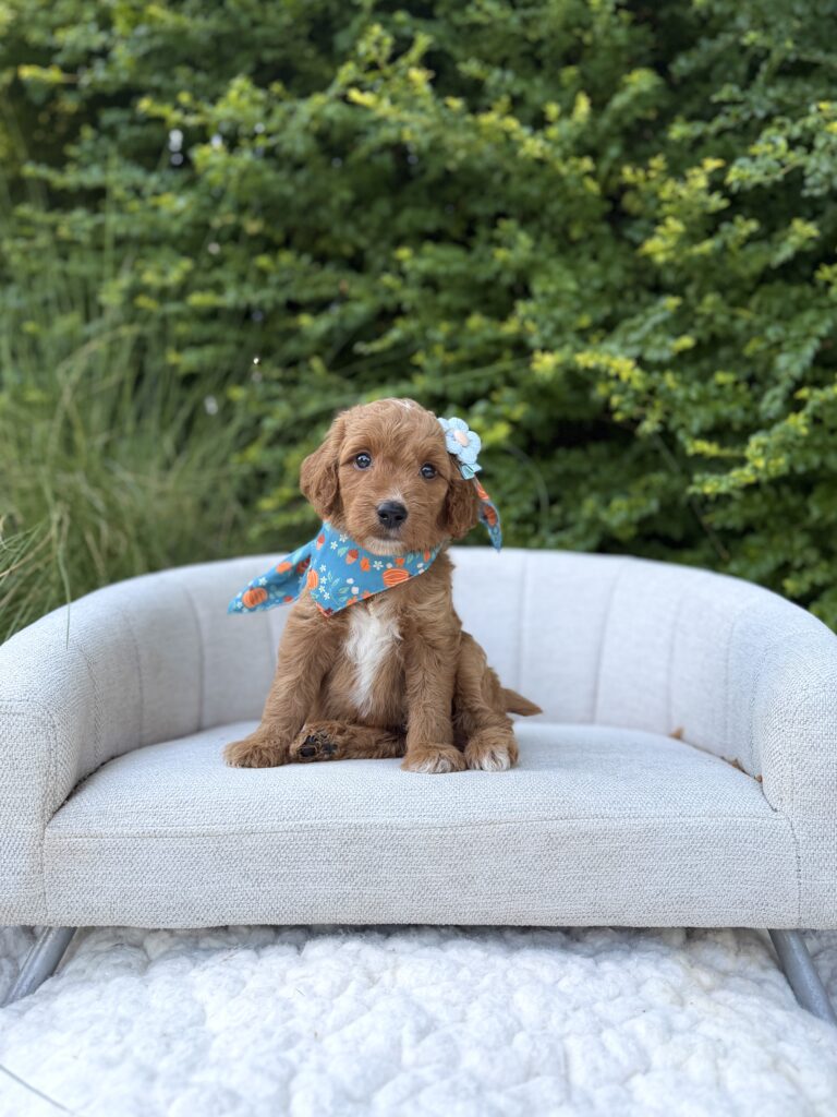Blue Flower Girl · Goldendoodle · Female · Medium · F1 puppy available at Lonestar Doodles