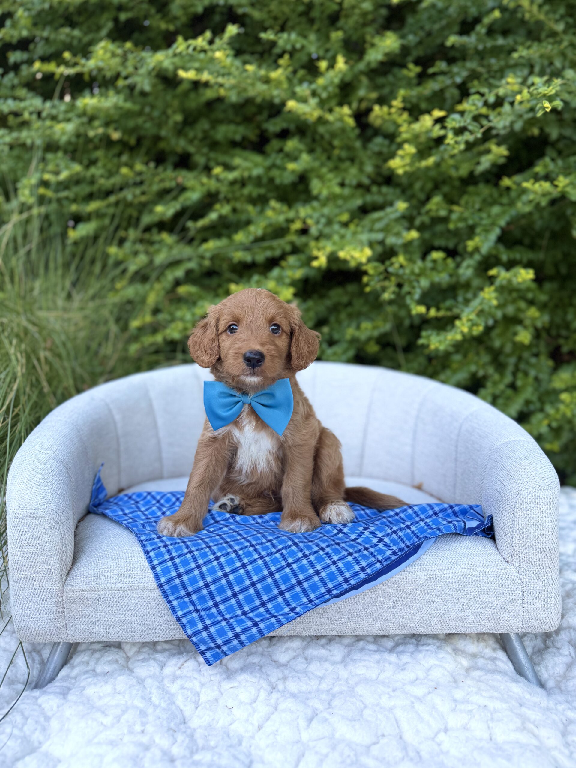Doodle puppy at Lonestar Doodles in Weatherford, Texas