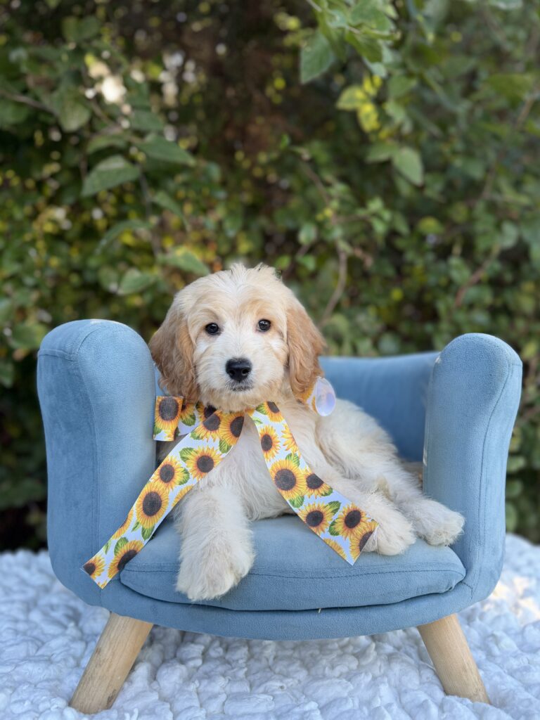Sunflower Girl · English Cream · Female · Medium · F1 puppy available at Lonestar Doodles