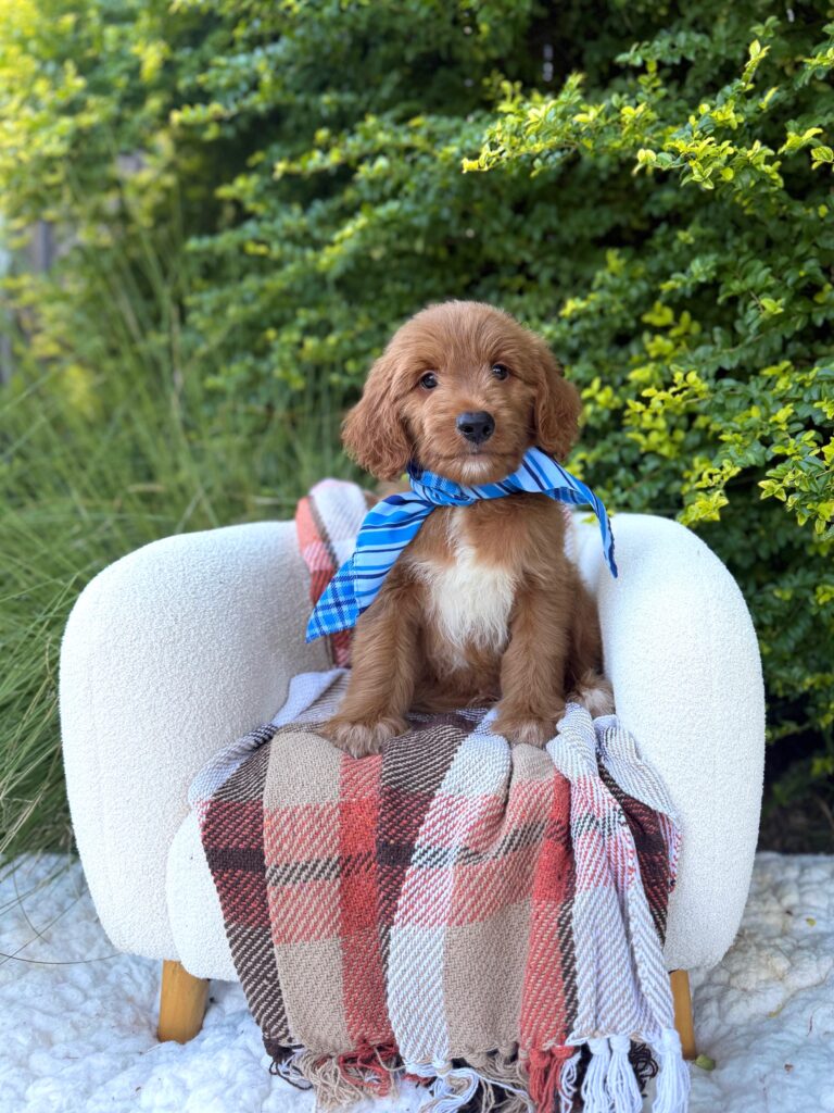 Blue Scarf Boy · Goldendoodle · Male · Medium · F1 puppy available at Lonestar Doodles