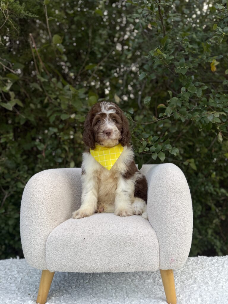 Chocolate Bernedoodle Boy · Bernedoodle · Male · Mini · F1B puppy available at Lonestar Doodles