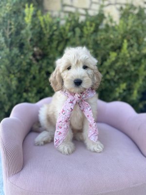 Pink Floral Scarf- Mini F1 English Cream