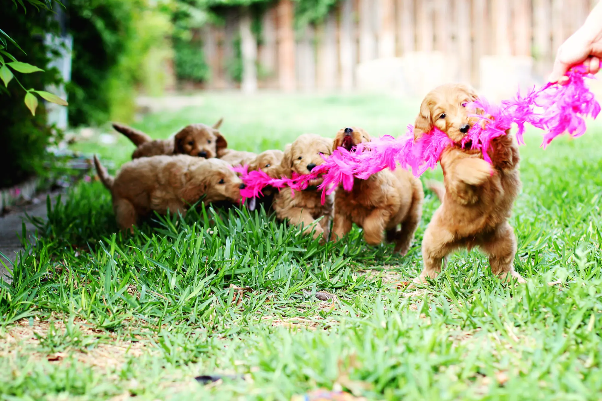 Irish doodle puppies playing tug-of-war with a pink feather boa on the lawn at Lonestar Doodles