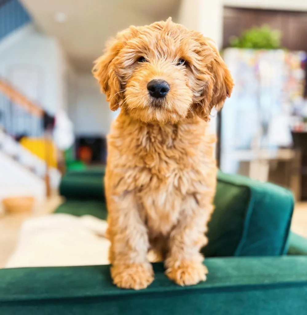 Apricot goldendoodle puppy sitting on a green velvet chair at Lonestar Doodles