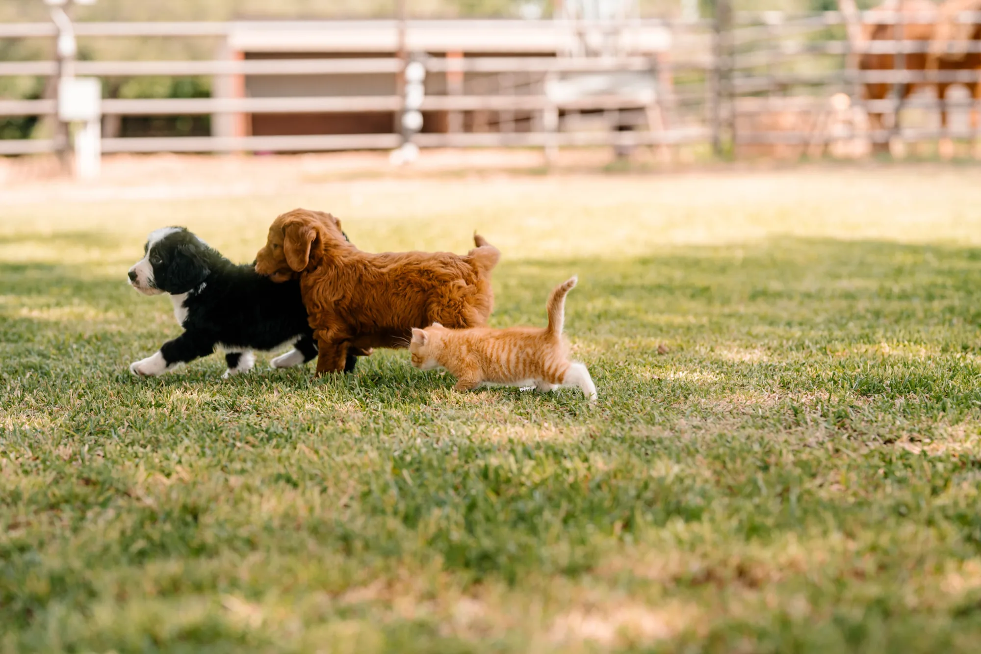 Bernedoodle and Irish doodle puppies walking through the grass with an orange kitten at Lonestar Doodles