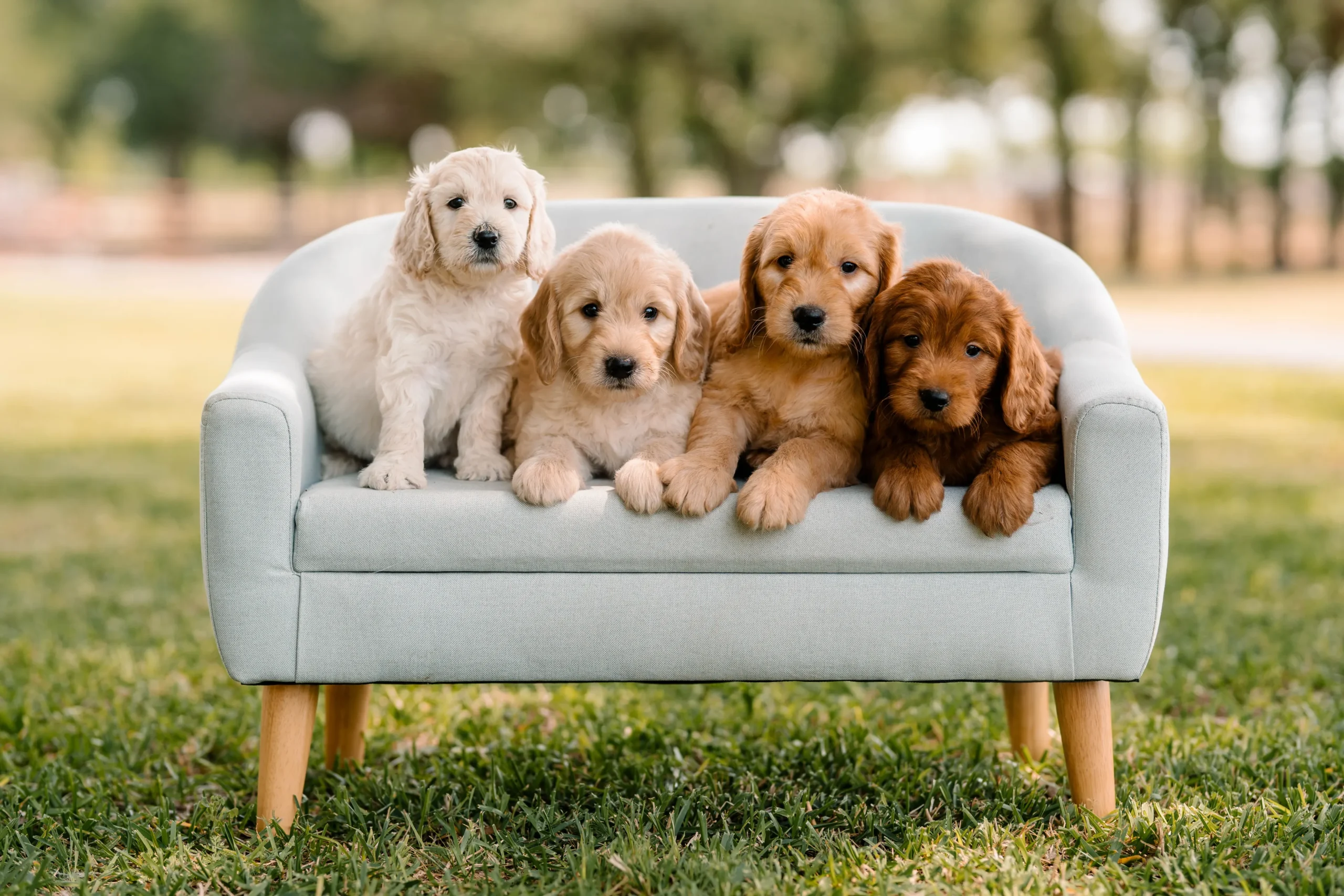 Four goldendoodle puppies in cream, apricot, golden and red sitting together on a small couch at Lonestar Doodles