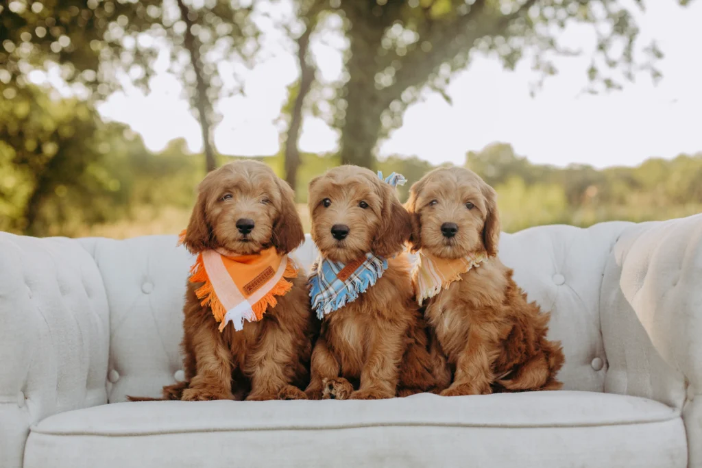 Goldendoodle puppy in a sailor bib on a wicker chair at Lonestar Doodles