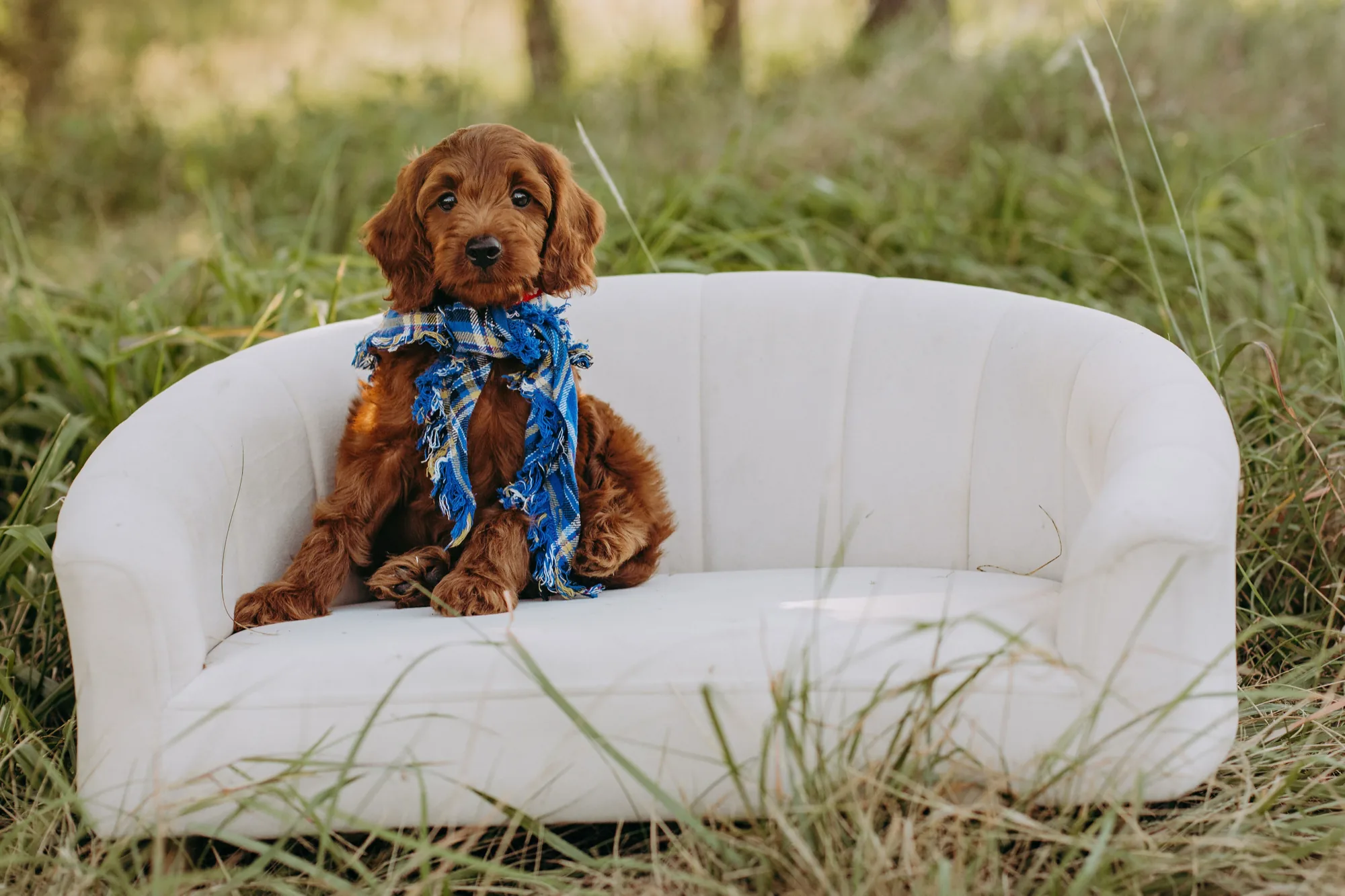 Red Irishdoodle puppy wearing a blue plaid scarf on a white loveseat in the grass at Lonestar Doodles