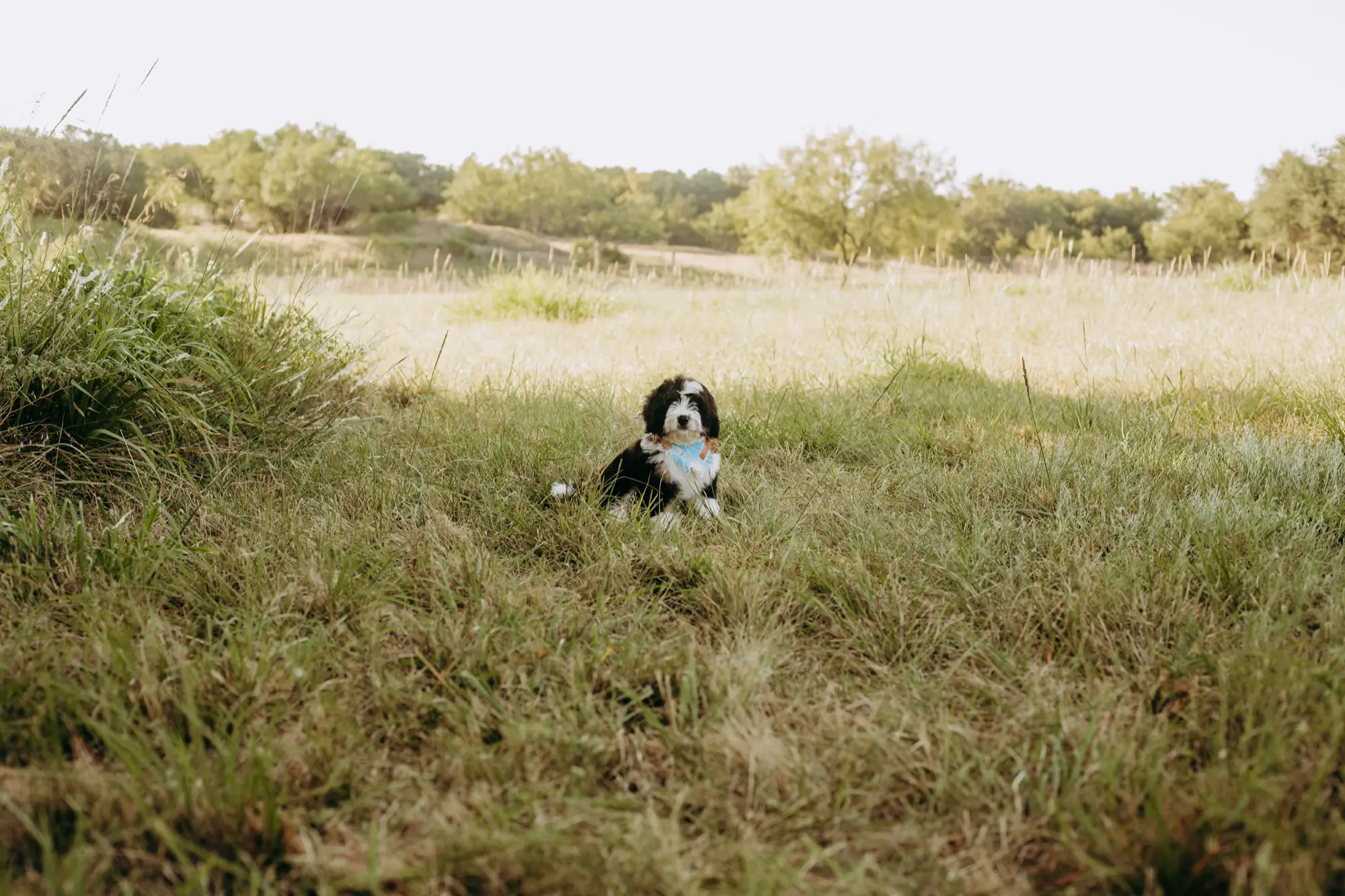 Three tri-color Bernedoodle puppies from a Lonestar Doodles litter