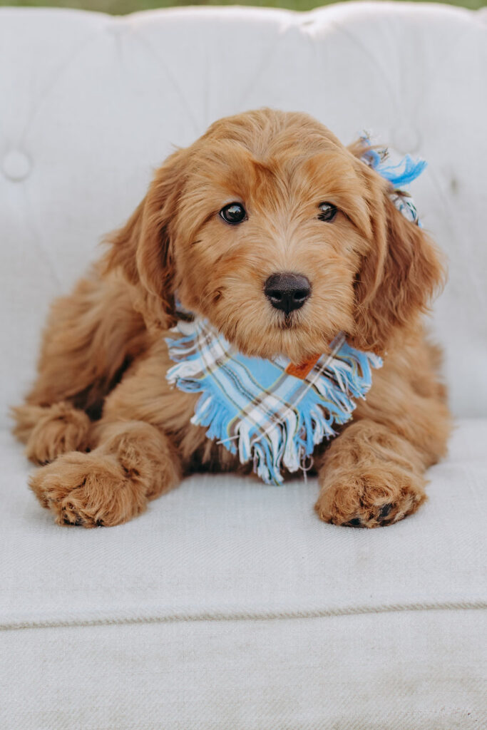 Goldendoodle puppy with a bow sitting on an armchair at Lonestar Doodles