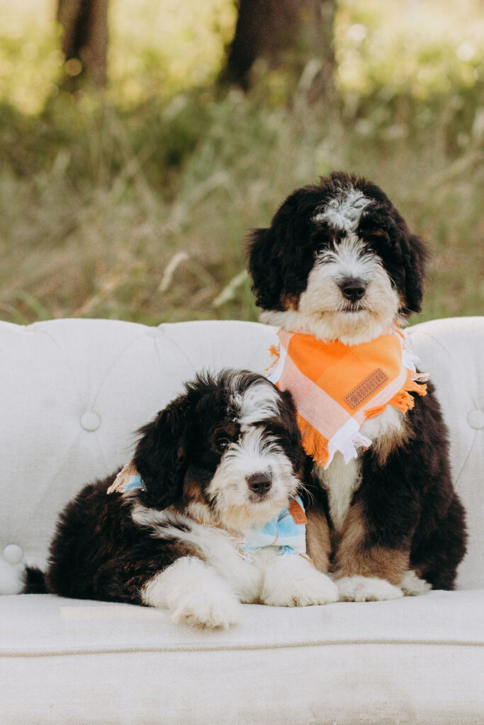 Tri-color Bernedoodle puppy playing on the grass at Lonestar Doodles