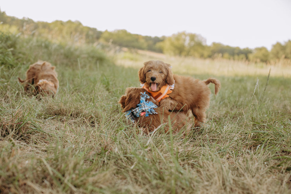 Goldendoodle puppy with a sunflower bandana in a high chair at Lonestar Doodles