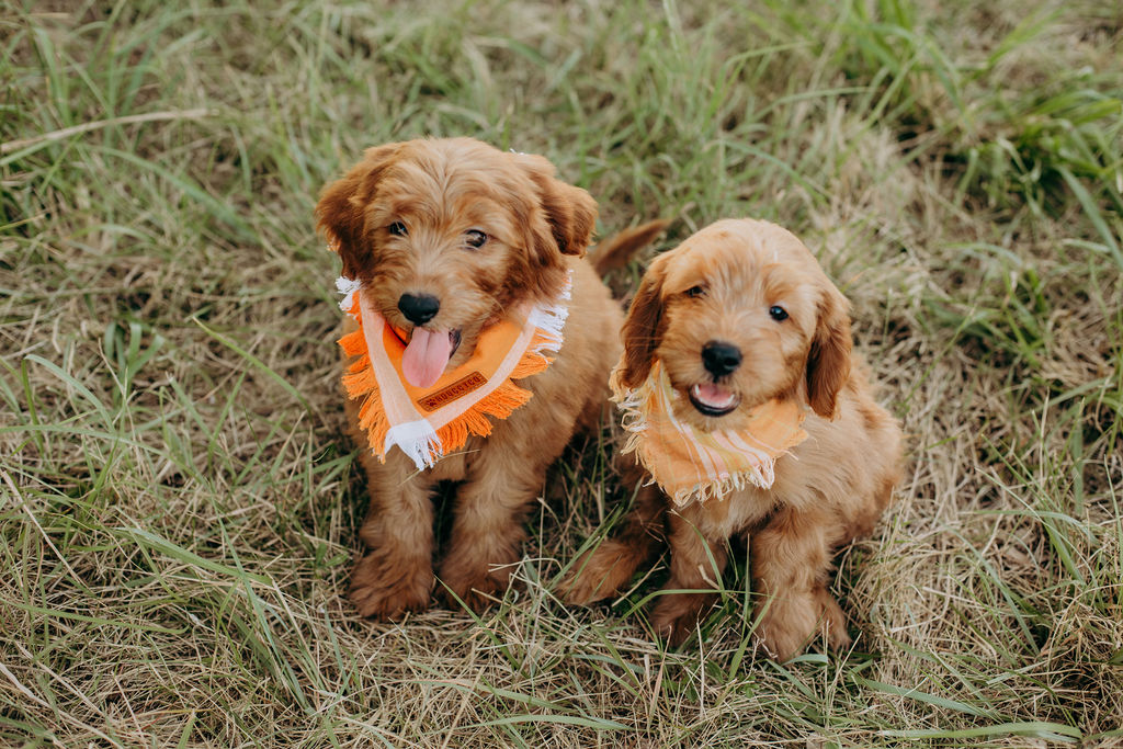 Cream Goldendoodle puppy with a purple plaid scarf on a wooden chair at Lonestar Doodles