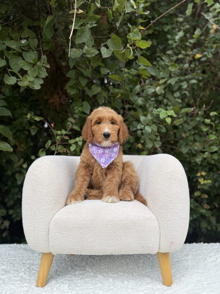Purple Flower Girl · Goldendoodle · Female · Standard · F1 puppy available at Lonestar Doodles