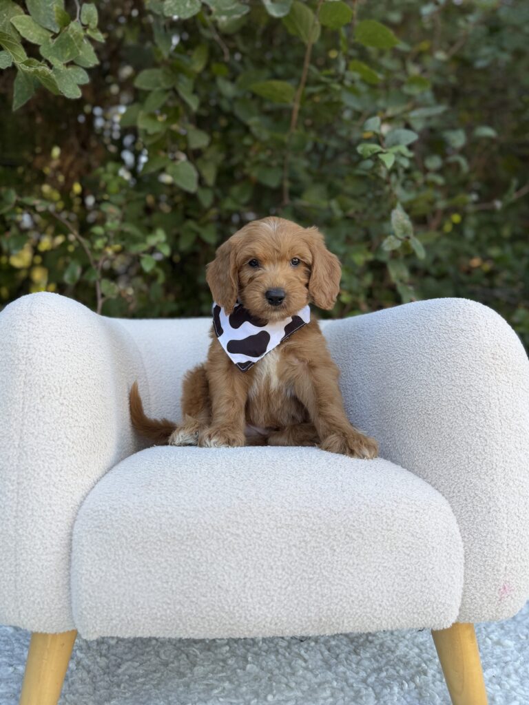 Black & White Boy · Goldendoodle · Male · Medium · F1 puppy available at Lonestar Doodles