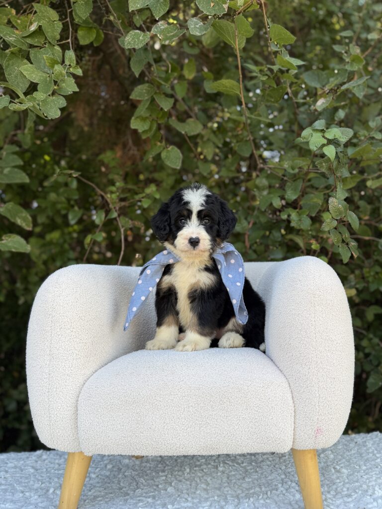Blue Scarf Girl · Bernedoodle · Female · Medium · F1 puppy available at Lonestar Doodles
