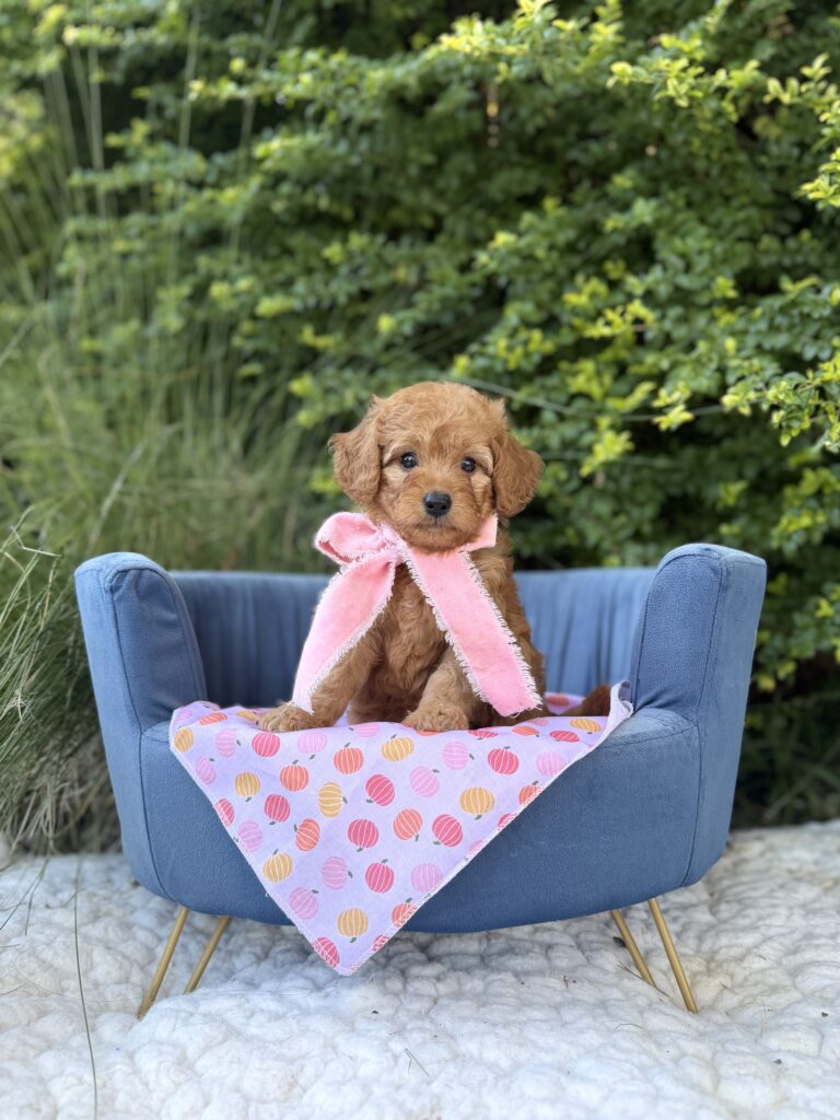 Pink Bow Girl · Goldendoodle · Female · Micro Mini · F1B puppy available at Lonestar Doodles